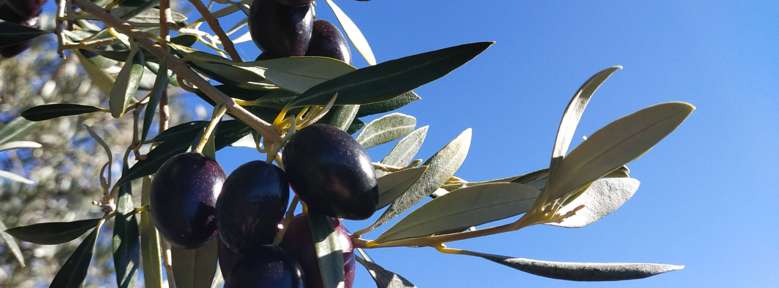 aceitunas maduras
