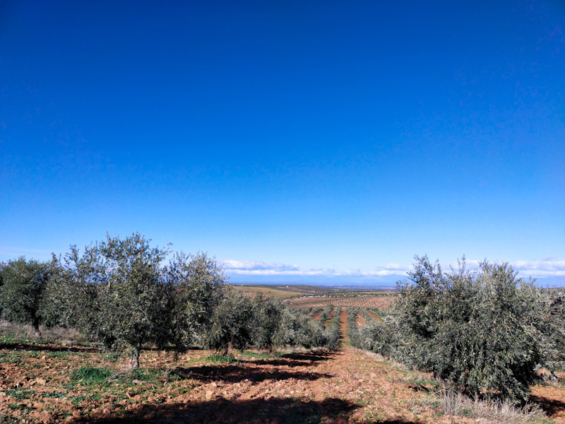 olivar arado