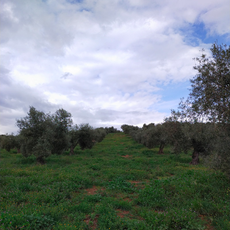 cubierta vegetal olivar