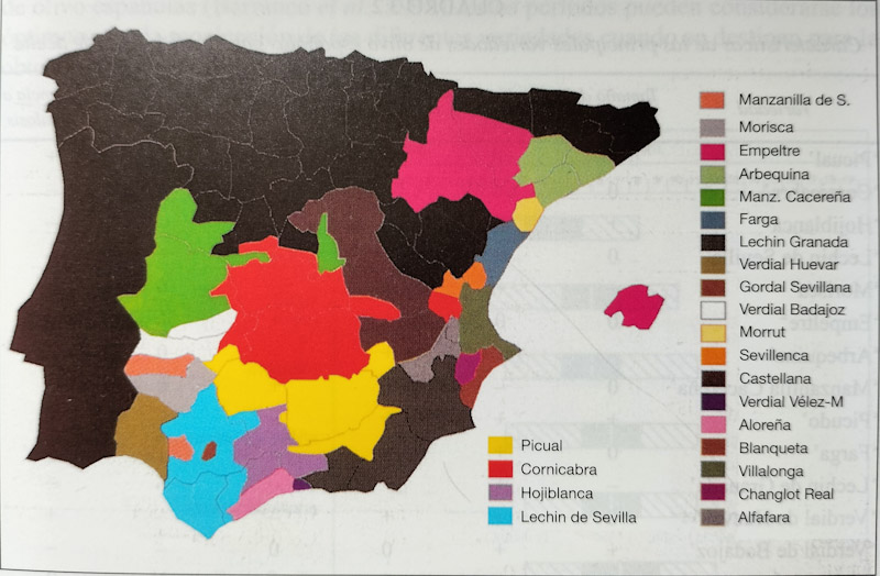 Variedades de olivo Spain