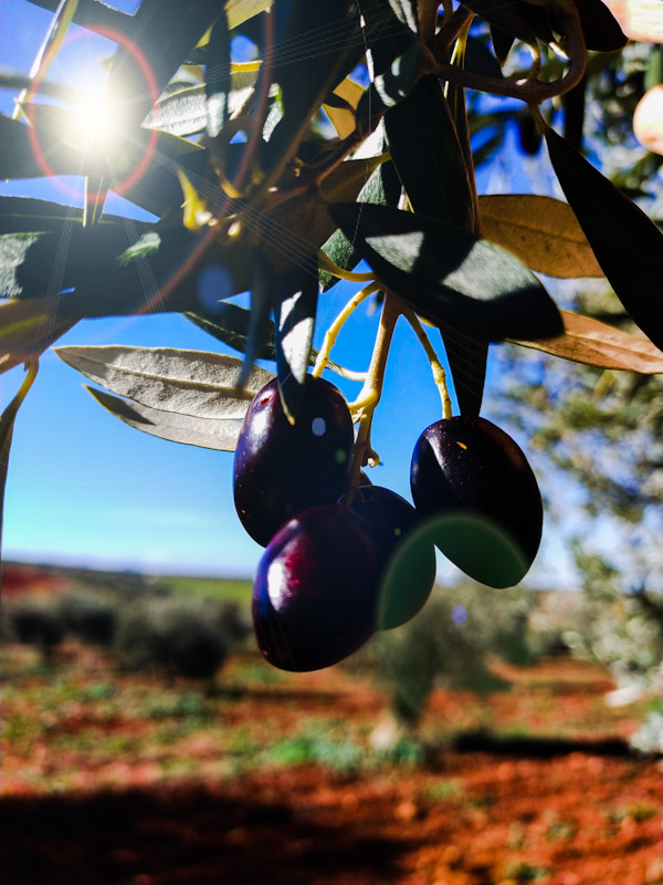 aceitunas en olivar