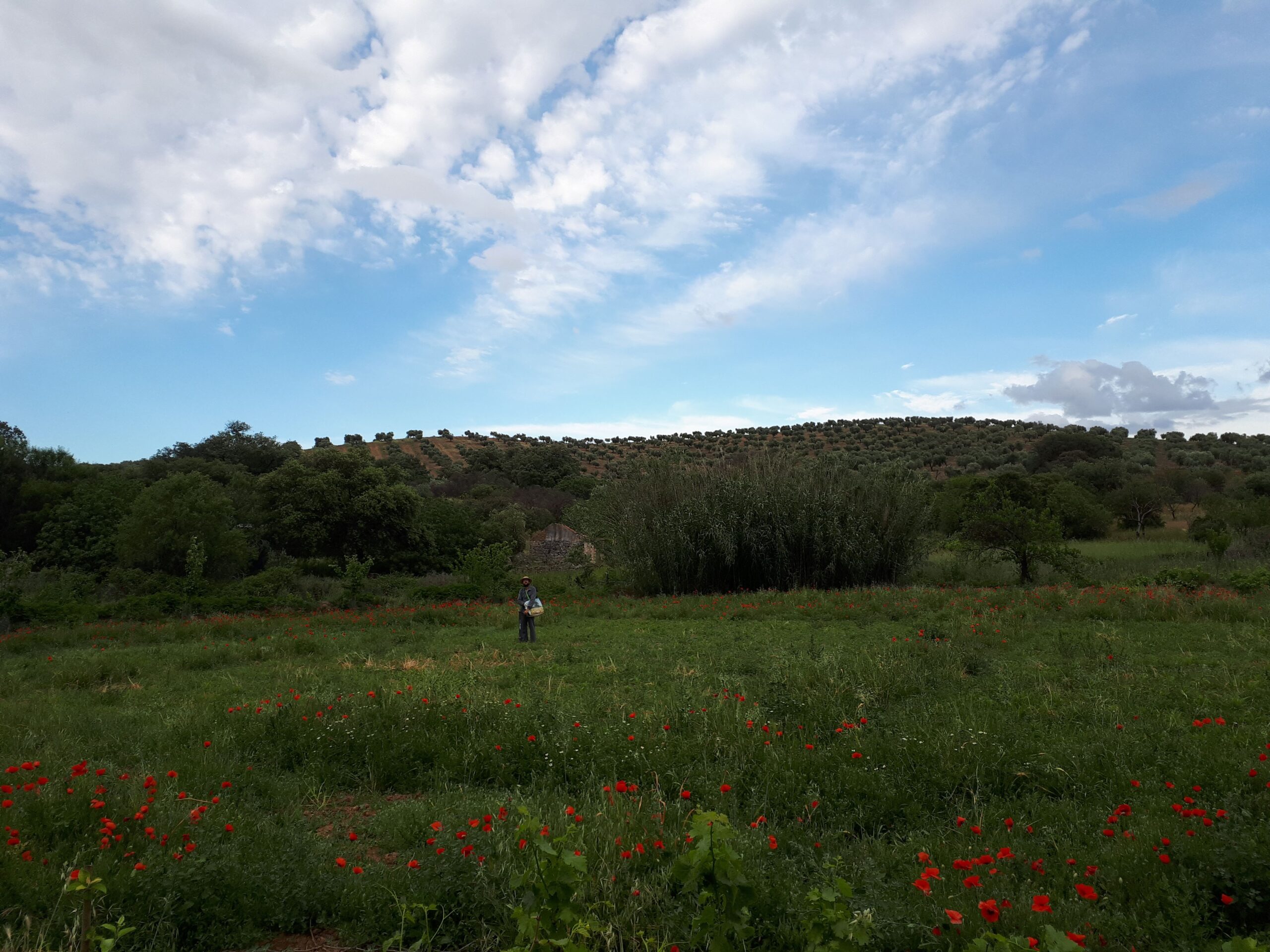 Huerta agricultura regenerativa