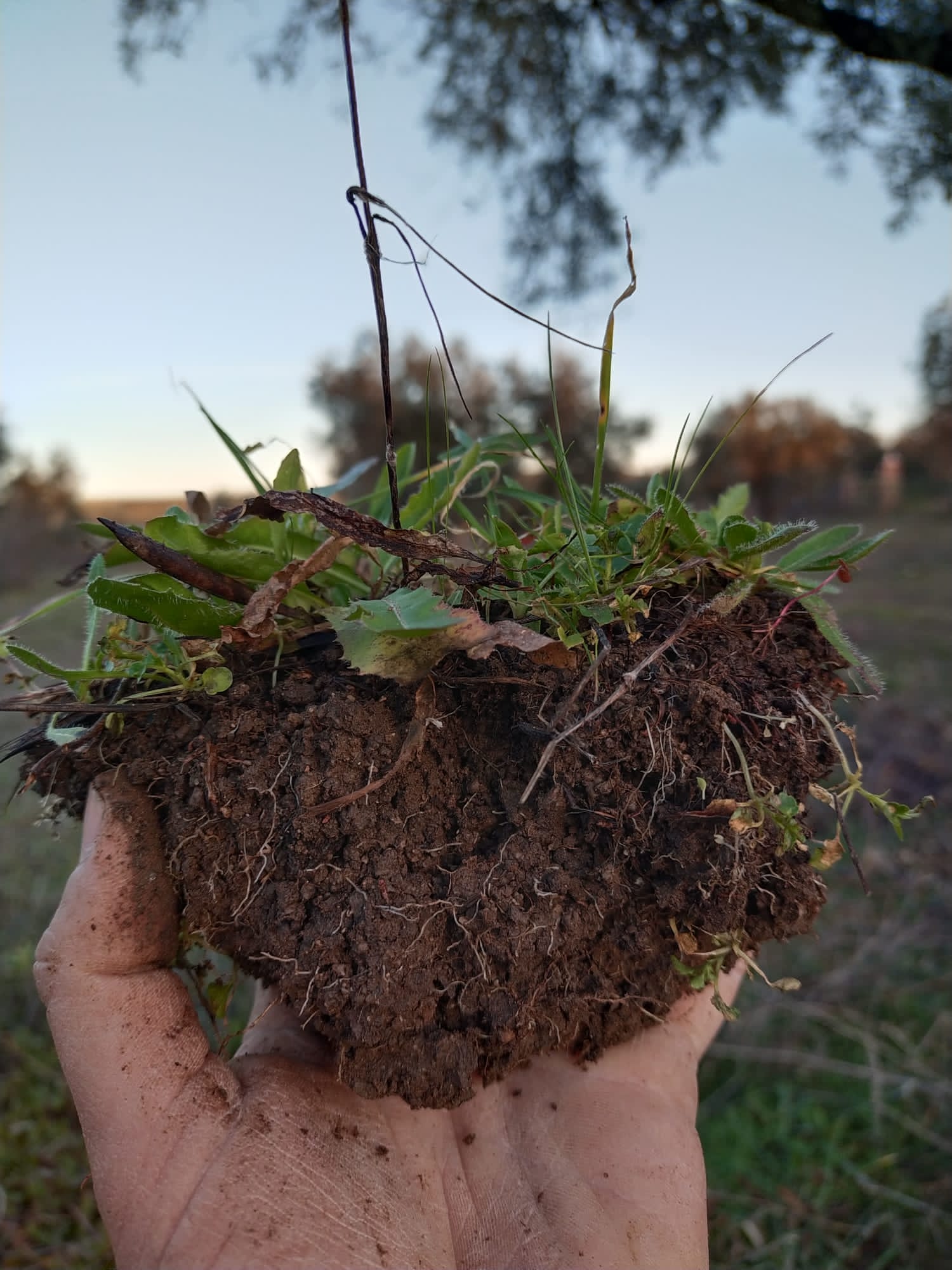 tierra oscura llena de vida